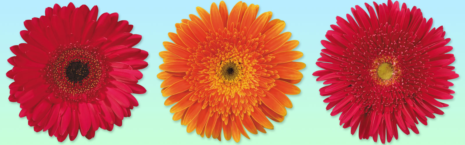 Carnations Plant Supplier in Pune